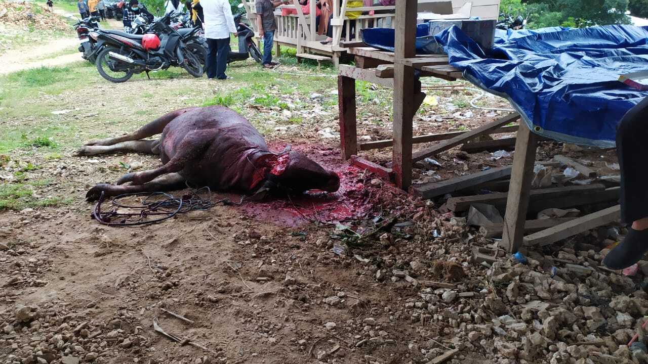 Menyambut Idul Adha, UM Buton Semebelih 3 ekor Sapi