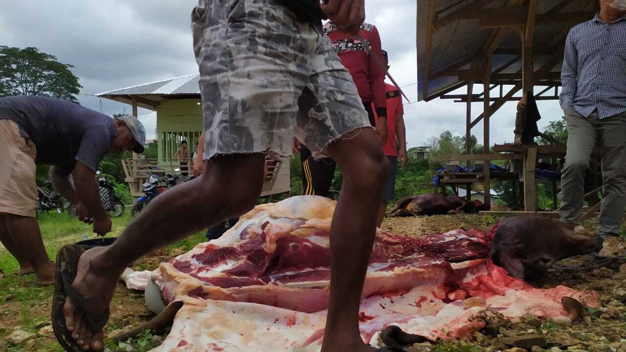 Menyambut Idul Adha, UM Buton Semebelih 3 ekor Sapi
