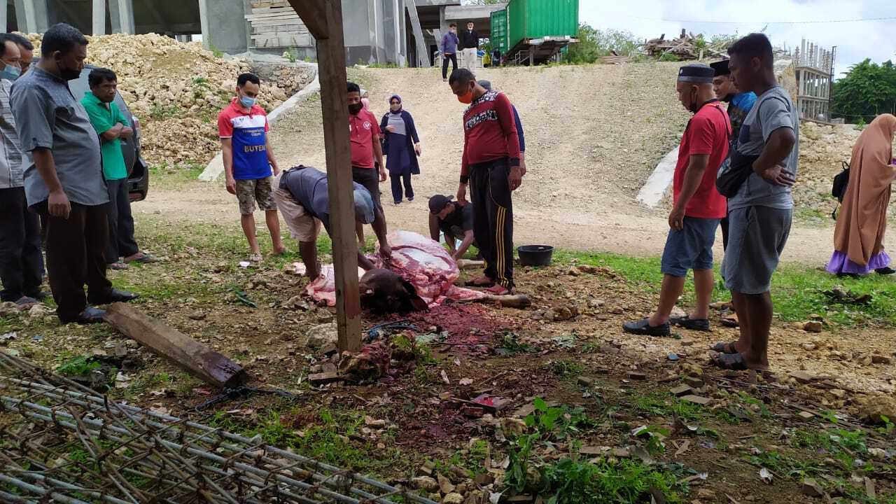 Menyambut Idul Adha, UM Buton Semebelih 3 ekor Sapi